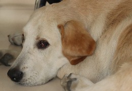 食品原料小百科：小狗會(huì)不會(huì)得關(guān)節(jié)炎？