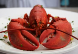 化妝品原料小百科：蝦青素的來源你知道嗎？