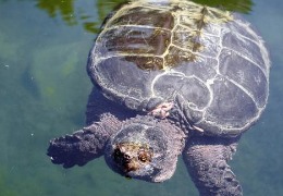 肌醇——魚、蝦飼料的能量補(bǔ)給站！