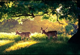 一 水 肌 酸 在 畜 禽 生 產(chǎn) 中 的 應(yīng) 用(上)