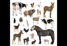 一 水 肌 酸 在 畜 禽 生 產(chǎn) 中 的 應(yīng) 用(下)