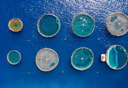 β-羥基-β-甲基丁酸在水產動物中應用的研究進展(下)