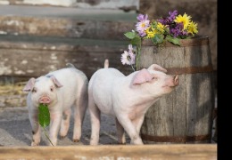 β -羥基- β -甲基丁酸在家畜生產(chǎn)中的應(yīng)用(下)