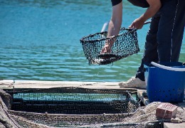 β-羥基-β-甲基丁酸在水產(chǎn)動(dòng)物中應(yīng)用的研究進(jìn)展(上)