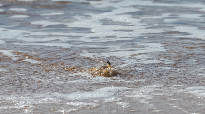 什么是甲殼素?上