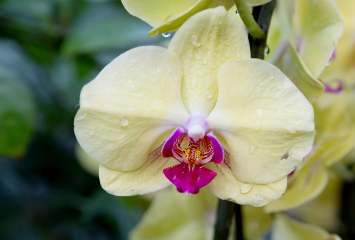 黃原膠(Xanthan?gum)是什么?(上)