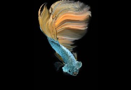 科普：魚(yú)膠原蛋白肽有哪些功能和作用？