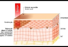 哪種膚色最容易曬黑？(上)